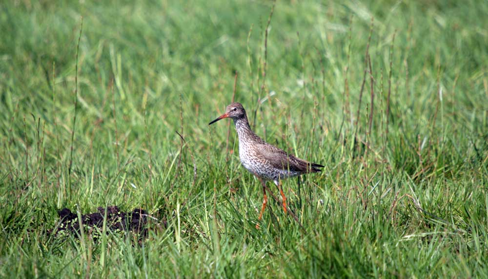 Rotschenkel