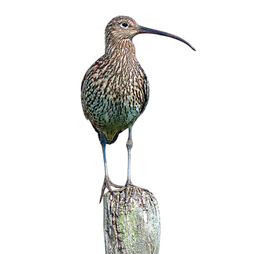 Brachvogel